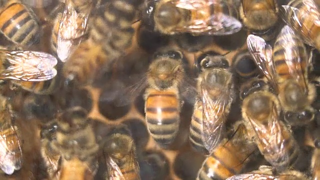蜂巢关闭视频素材