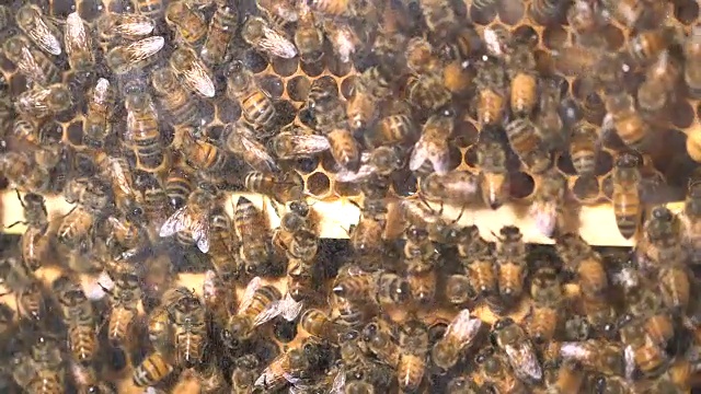 一个蜂巢的广角镜头视频素材