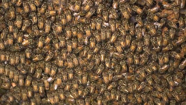 一个拥挤的蜂巢视频下载