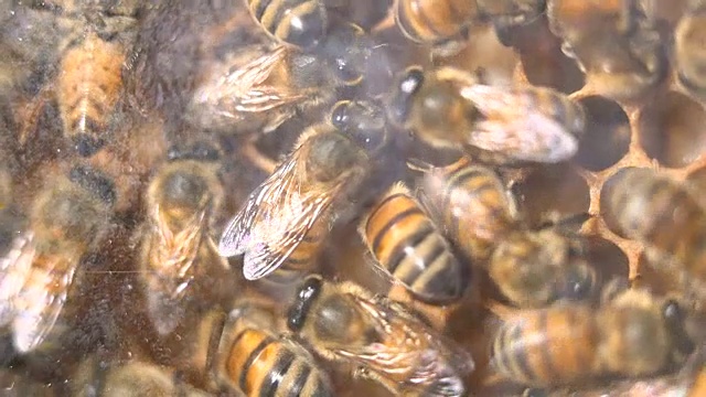 蜂箱靠近蜂巢视频素材