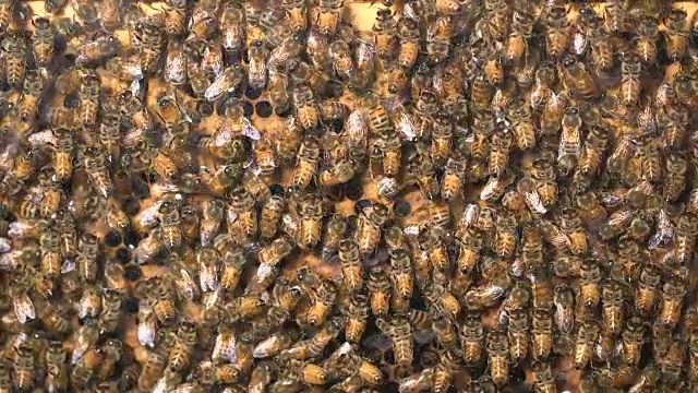 一个拥挤的蜂巢视频素材
