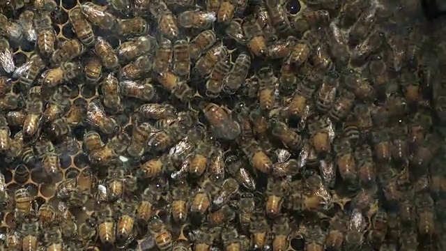 蜂房里的蜂王视频下载
