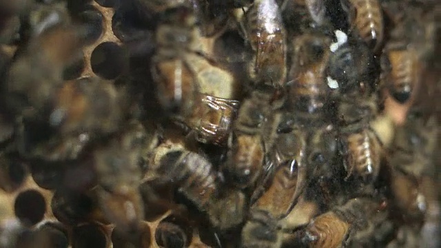 蜂箱里的蜜蜂的特写。视频素材