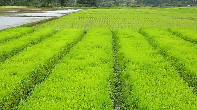 绿色稻田视频素材