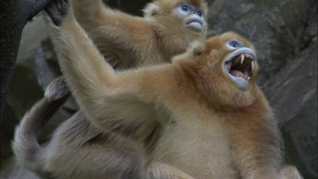 中国佛坪，金丝猴四处张望，露出牙齿视频素材
