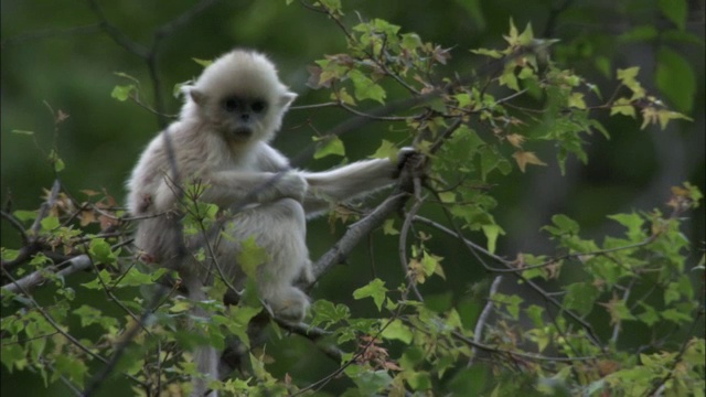 中国佛坪，金丝猴在树上觅食视频素材