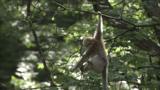 中国佛坪，金丝猴一只手吊在树枝上进食视频素材