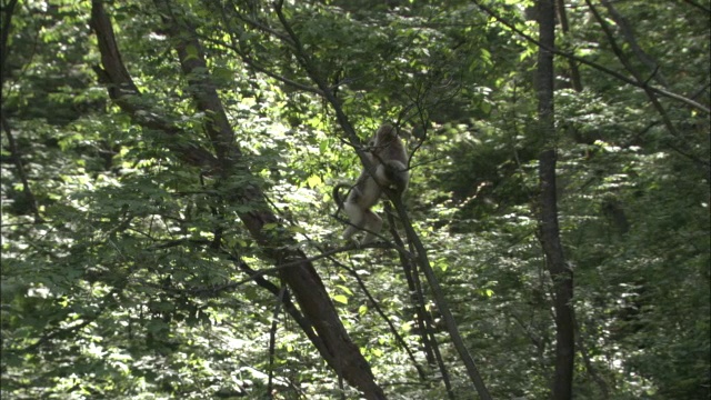 金丝猴在树丛中跳跃，另一只猴子也加入了进来，中国佛坪视频素材