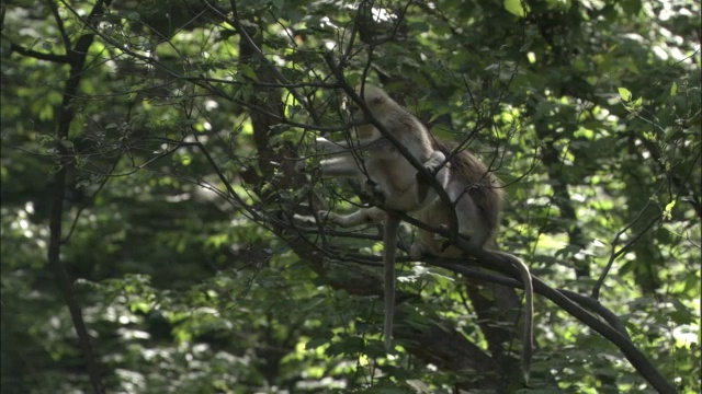 佛坪，金丝猴以树叶为食视频素材