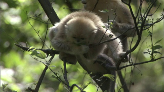 佛坪，一只金丝猴在吃树叶视频素材