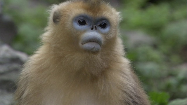 中国佛坪，母金丝猴的脸视频素材