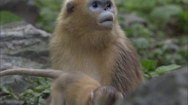 中国佛坪，金丝猴宝宝跳到母猴身上，扯她的毛视频素材