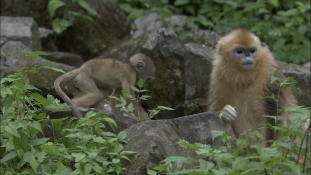 中国佛坪，金丝猴宝宝正在给成年猴子喂食，全神贯注地看着视频素材