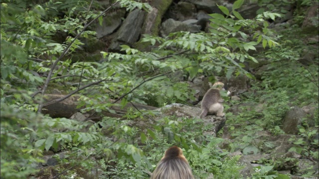 中国佛坪，金丝猴从树上跳到岩石上视频素材