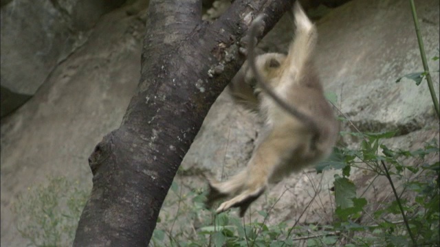 中国佛坪，金丝猴从树干上爬下来视频素材