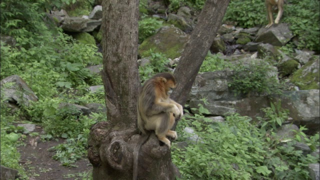 中国佛坪，金丝猴坐在树下视频素材