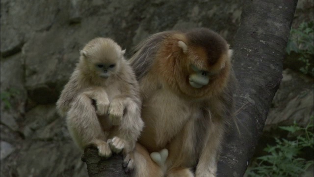 中国佛坪，公金丝猴将母猴从树上推开视频素材