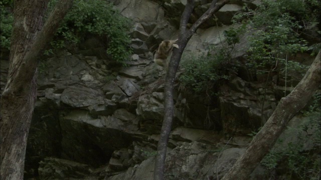 金丝猴爬下树，佛坪，中国视频素材