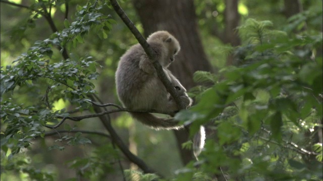 中国佛坪，金丝猴坐在树枝上视频素材
