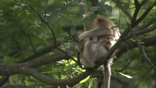 中国佛坪，金丝猴为婴儿梳理，然后荡入森林视频素材