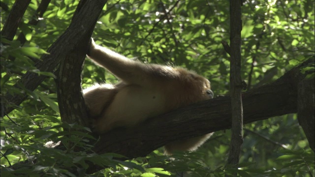中国佛坪，金丝猴躺在树枝上视频素材