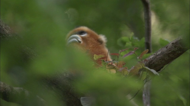 中国佛坪树上的金丝猴视频素材