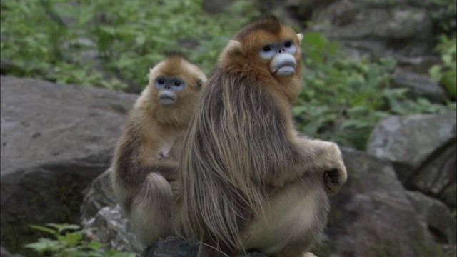 中国佛坪，金丝猴坐在岩石上四处张望，露出牙齿视频素材