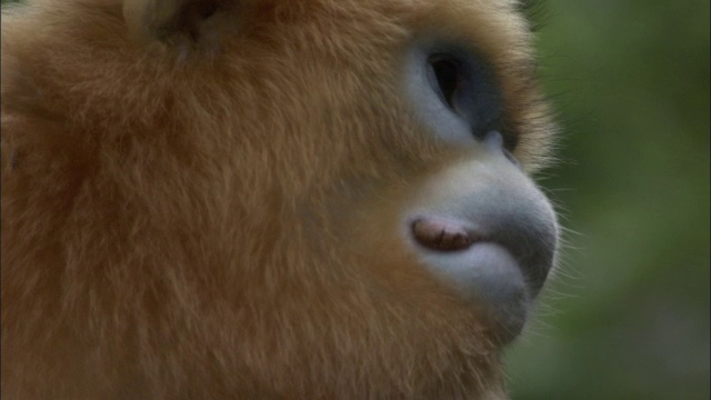 中国佛坪的金丝猴脸视频素材
