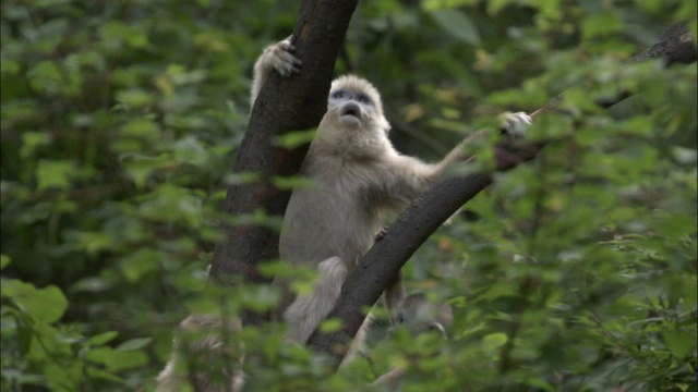幼年金丝猴露出牙齿爬上树，佛坪，中国视频素材