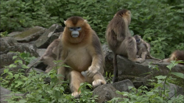 中国佛坪，金丝猴群坐在岩石中间视频素材