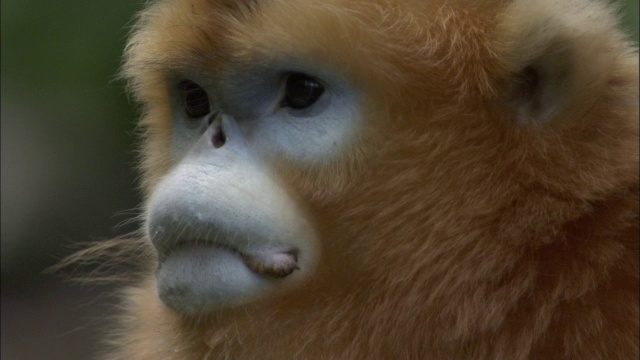 中国佛坪的金丝猴从腹股沟向脸部倾斜视频素材