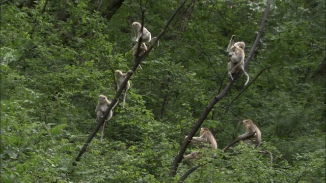 中国佛坪，金丝猴在树上摇摆视频素材