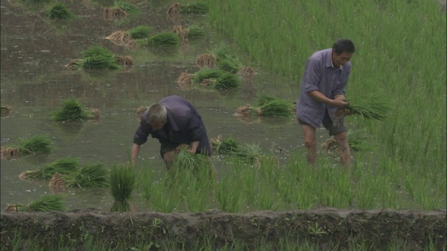 中国秦岭，人们在稻田里种植水稻视频素材