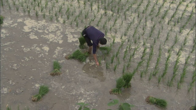 男子在中国秦岭的稻田里种植水稻视频素材
