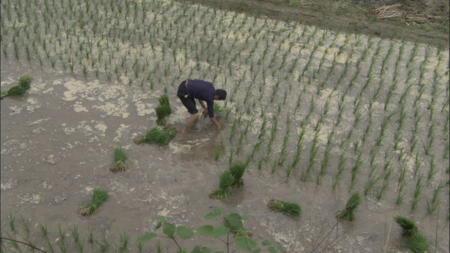 男子在中国秦岭的稻田里种植水稻视频下载