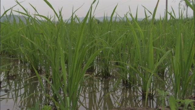 潘文石在中国秦岭的稻田里种植了许多水稻。视频下载