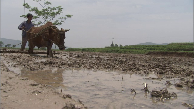 中国秦岭，牛在木台上拉着人穿过稻田来平整泥土视频素材