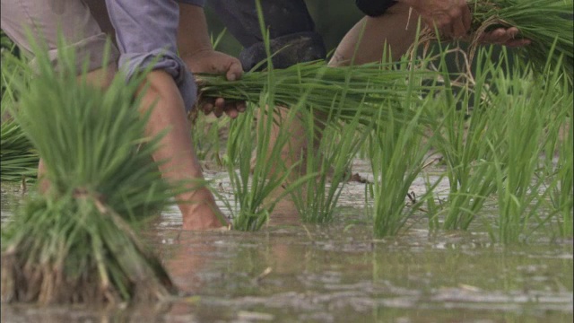 中国秦岭，人们在稻田里种植水稻视频下载