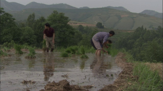 中国秦岭，人们在稻田里种植水稻视频下载