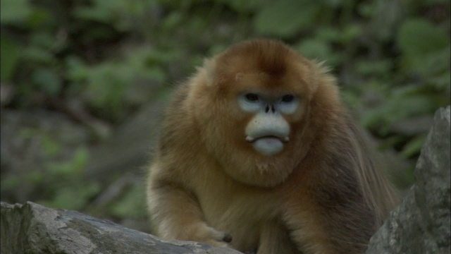 金丝猴吃东西，佛坪，中国视频素材