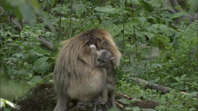 中国佛坪，金丝猴宝宝紧贴着妈妈视频素材