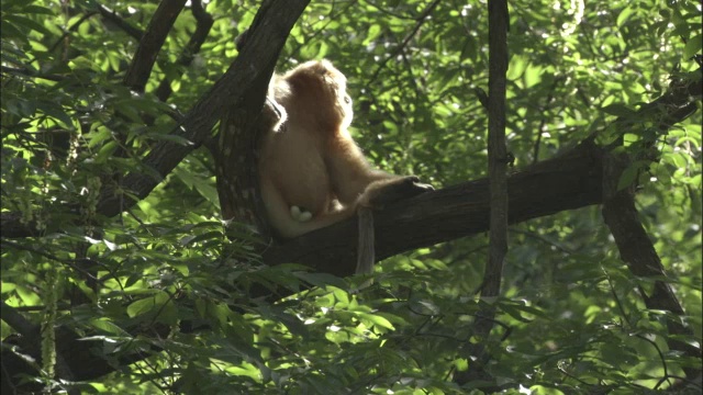 中国佛坪，金丝猴坐在树上视频素材