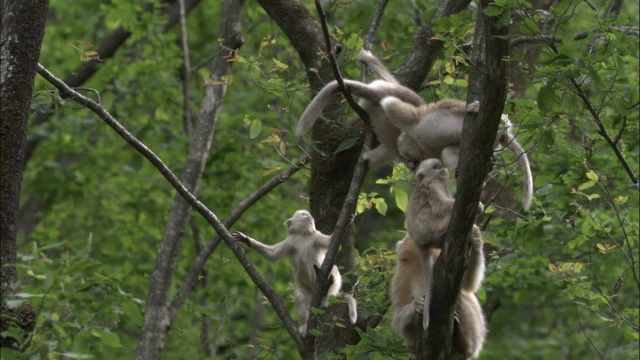 中国佛坪，金丝猴在树叉上玩耍视频素材