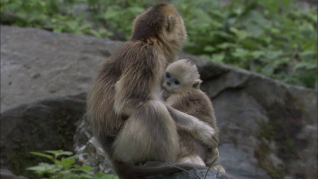 中国佛坪，金丝猴在吮吸幼崽视频素材