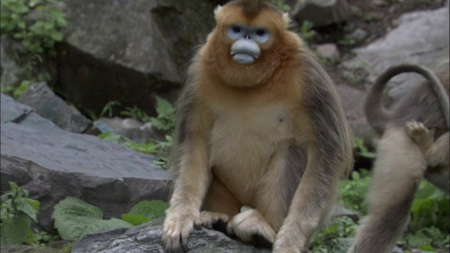 金丝猴坐在岩石上摇晃，露出牙齿，佛坪，中国视频素材