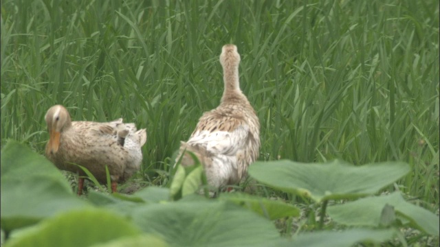 中国秦岭，野鸭在草丛中摇动和梳理视频下载