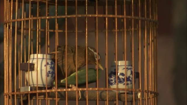 鸟笼里挂着悠扬的画眉，中国北京视频素材