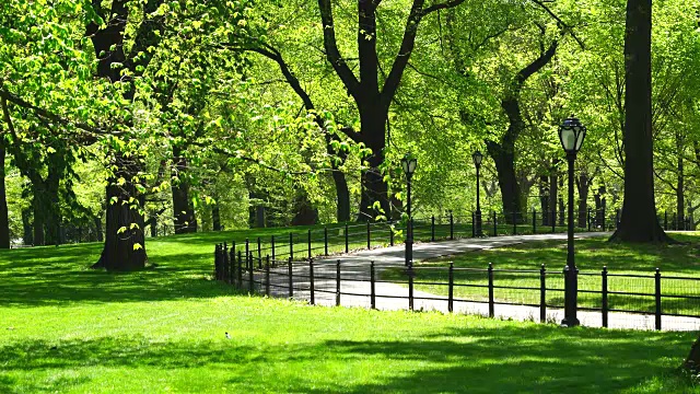 摄像头捕捉到了一条穿过中央公园一排排新鲜绿树的小路。视频下载