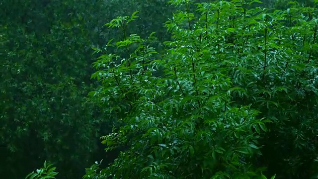森林中的雨视频素材