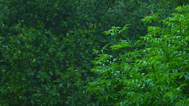 森林中的雨视频素材